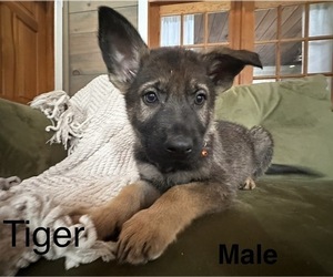 Medium German Shepherd Dog