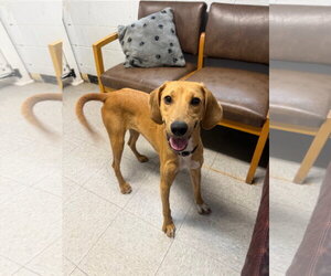 Mutt Dogs for adoption in North Myrtle Beach, SC, USA