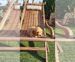 Puppy Small Purple Golden Retriever