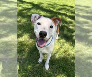 Treeing Walker Coonhound Dogs for adoption in Brewster, MA, USA