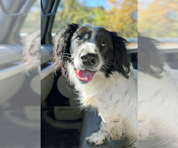 Medium Photo #6 Cocker Spaniel Puppy For Sale in Arlington, VA, USA