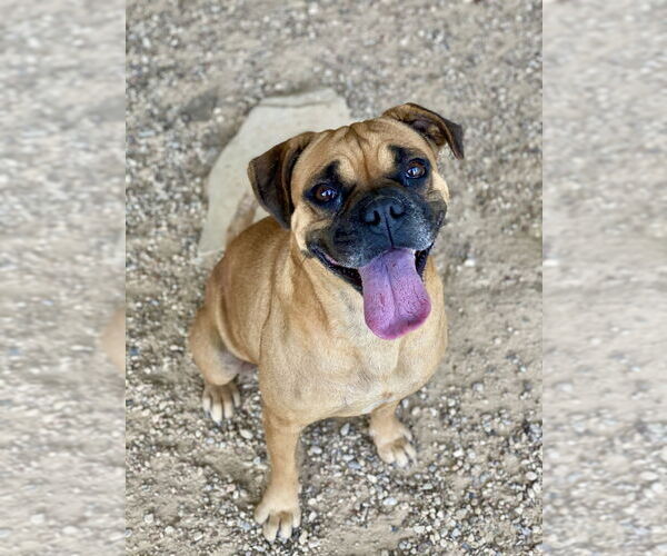 Medium Photo #1 Boxer Puppy For Sale in Austin, TX, USA
