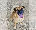 Small Boxer