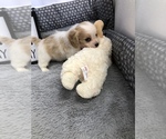Small Photo #12 Cavachon Puppy For Sale in SILEX, MO, USA