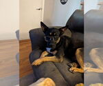Small #2 Huskies  Mix