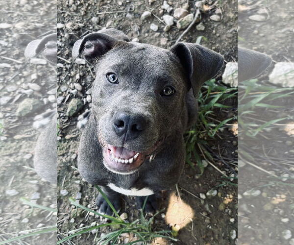 Medium Photo #1 American Pit Bull Terrier Puppy For Sale in Chester, NJ, USA