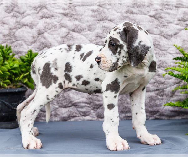 Medium Photo #15 Great Dane Puppy For Sale in WAKARUSA, IN, USA