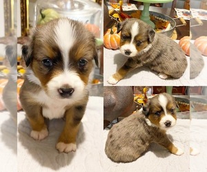 Miniature Australian Shepherd Puppy for sale in BROOKER, FL, USA
