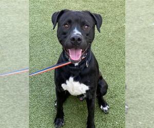 Labrador Retriever-Unknown Mix Dogs for adoption in Fayetteville, NC, USA