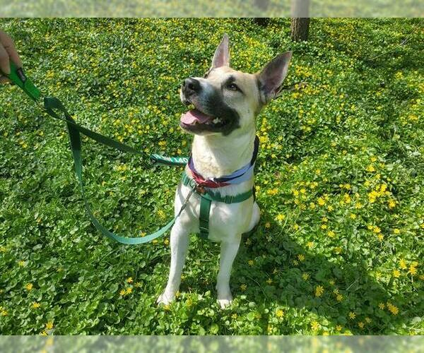 Medium Photo #2 Carolina Dog-Unknown Mix Puppy For Sale in Louisville, KY, USA