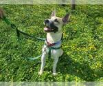 Small #1 Carolina Dog Mix