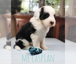 Puppy Mr Caspian Sheepadoodle