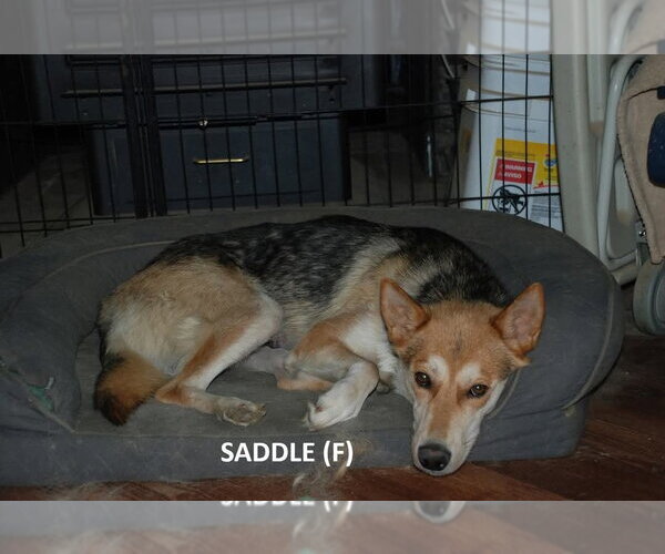 Medium Photo #1 German Shepherd Dog-Unknown Mix Puppy For Sale in Aurora, IN, USA