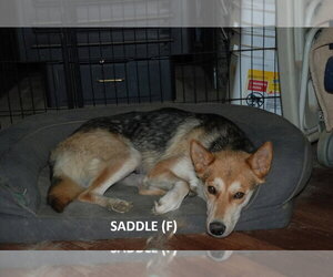 German Shepherd Dog-Unknown Mix Dogs for adoption in Aurora, IN, USA