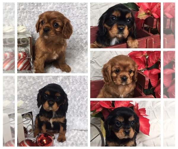 Medium Photo #1 Cavalier King Charles Spaniel Puppy For Sale in WATERLOO, NY, USA