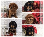Small Photo #1 Cavalier King Charles Spaniel Puppy For Sale in WATERLOO, NY, USA