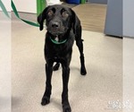 Small #2 Labrador Retriever Mix
