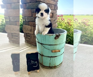 Miniature Australian Shepherd Puppy for sale in WAUSEON, OH, USA
