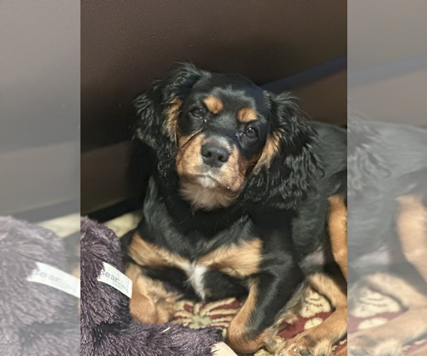 Medium Photo #10 Cavalier King Charles Spaniel Puppy For Sale in MAYSVILLE, WV, USA
