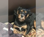 Small #9 Cavalier King Charles Spaniel