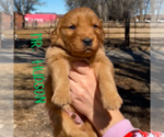 Small Photo #8 Golden Retriever Puppy For Sale in COLORADO SPRINGS, CO, USA