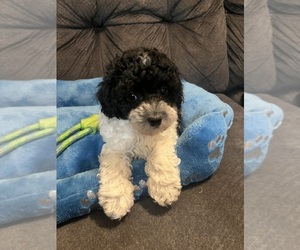 Poodle (Toy) Puppy for sale in SAN ANTONIO, TX, USA