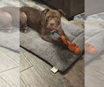 Small #13 American Staffordshire Terrier