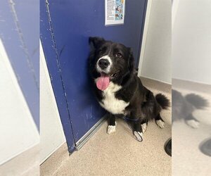 Bernese Mountain Dog-Unknown Mix Dogs for adoption in Bakersfield, CA, USA