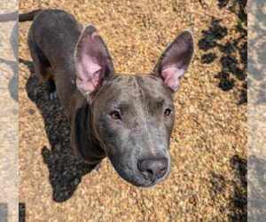 Staffordshire Bull Terrier-Unknown Mix Dogs for adoption in Anniston, AL, USA