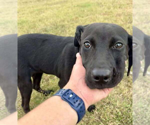 Medium Photo #4 Mutt Puppy For Sale in Abbeville, LA, USA