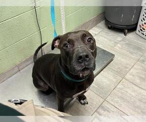 American Pit Bull Terrier-Unknown Mix Dogs for adoption in Grand Prairie, TX, USA