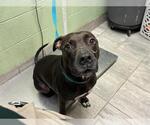 ACE - Male American Pit Bull Terrier-Unknown Mix Dog for Adoption - Small photo