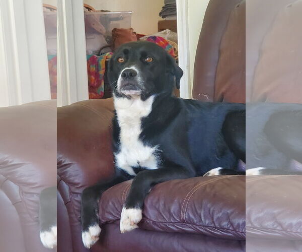 Medium Photo #2 Labrador Retriever-Siberian Husky Mix Puppy For Sale in Forest, VA, USA