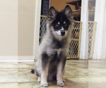 Small Photo #3 Pomsky Puppy For Sale in SEBRING, FL, USA