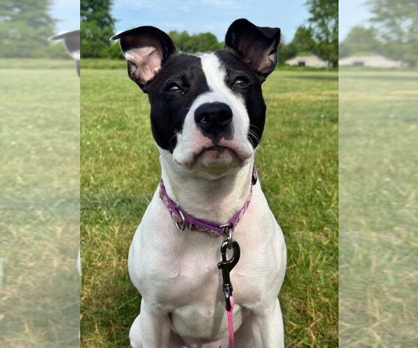 Medium Photo #2 Mutt Puppy For Sale in Gloversville, NY, USA