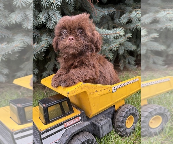 Medium Photo #2 Shih Tzu Puppy For Sale in MIDDLEBURY, IN, USA