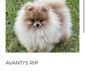 Father of the Pomeranian puppies born on 10/11/2023