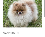 Small Photo #1 Pomeranian Puppy For Sale in CASTLE HAYNE, NC, USA