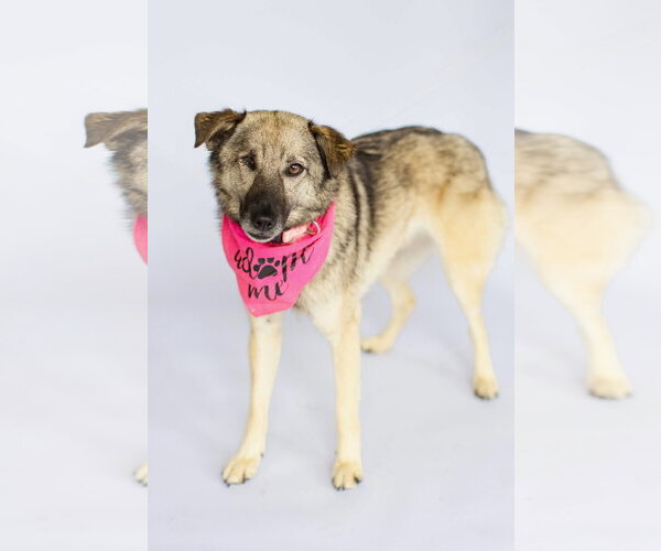 Medium Photo #6 Norwegian Elkhound-Unknown Mix Puppy For Sale in Newport Beach, CA, USA