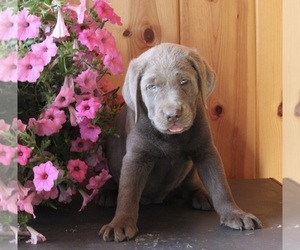 Labrador Retriever Puppy for sale in FREDERICKSBURG, OH, USA