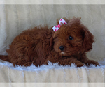 Small #4 Cavapoo-Poodle (Miniature) Mix