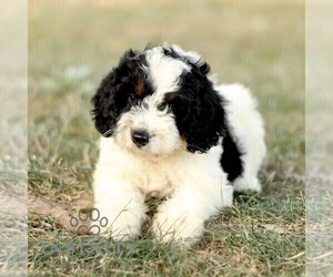 Bernedoodle (Miniature) Puppy for sale in NEW HOLLAND, PA, USA