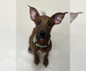 Redbone Coonhound-Unknown Mix Dogs for adoption in Center Township, PA, USA
