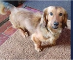 Small Photo #1 Dachshund Puppy For Sale in PEABODY, MA, USA