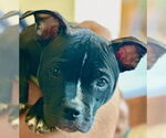 Small Photo #5 American Staffordshire Terrier-French Bulldog Mix Puppy For Sale in Cary, NC, USA