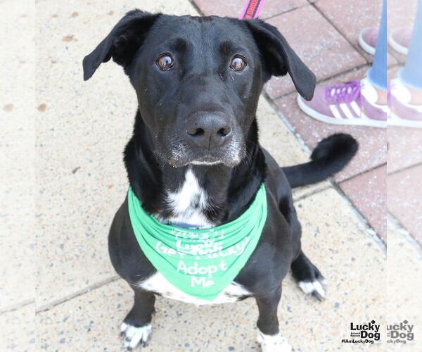 Medium Photo #2 Lab-Pointer Puppy For Sale in Washington, DC, USA