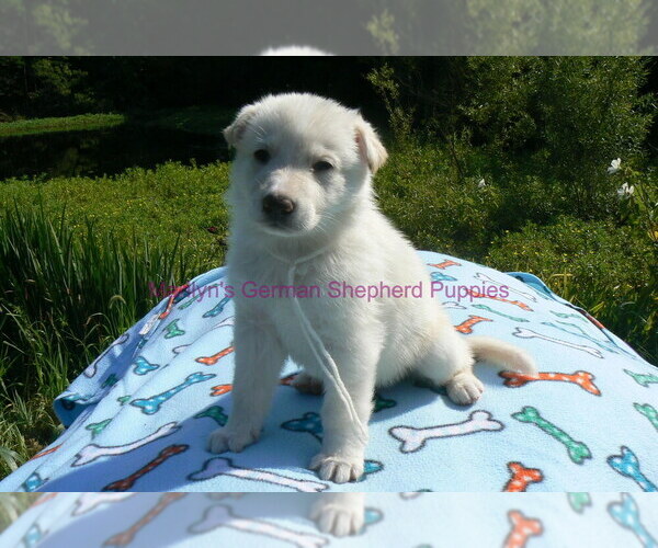 Medium Photo #15 German Shepherd Dog Puppy For Sale in PIEDMONT, MO, USA