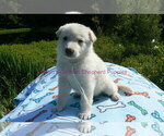 Small #14 German Shepherd Dog