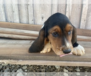 Basset Hound Puppy for sale in LAWRENCEBURG, TN, USA