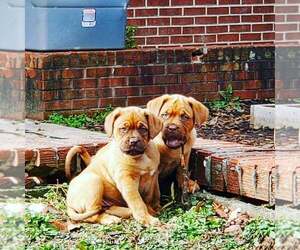 Dogue de Bordeaux Puppy for sale in WINDER, GA, USA